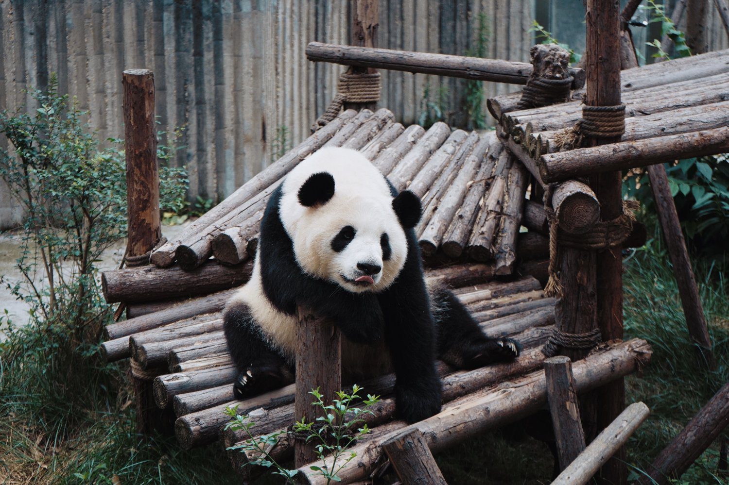 Chengdu panda centre China: A Traveler's Guide