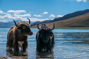 5-Day Lhasa & Yamdrok Lake Tour