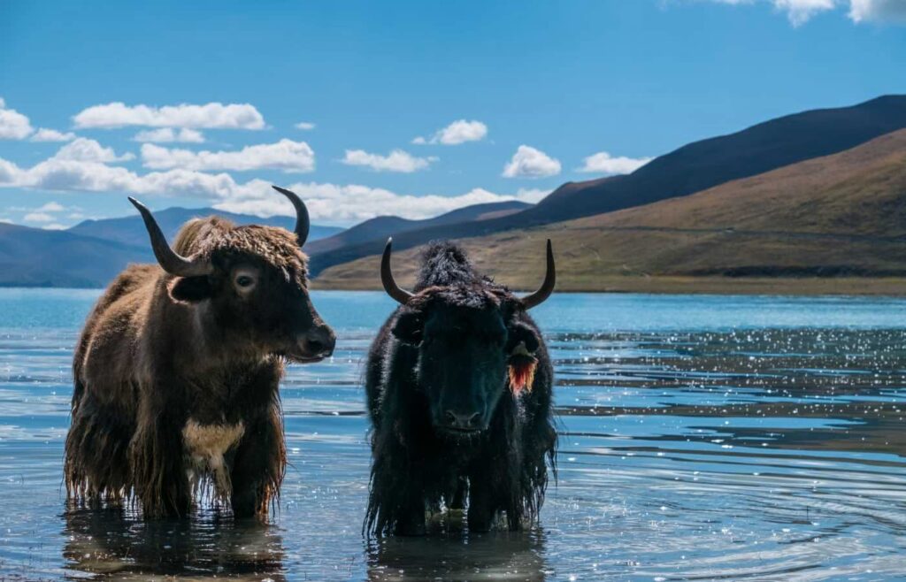 5-Day Lhasa & Yamdrok Lake Tour