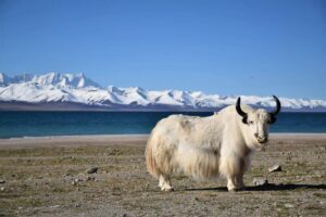10-Day Lhasa, Everest, Namtso Tour