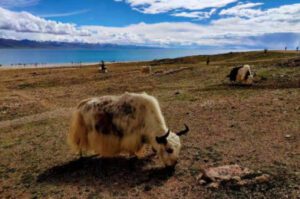 Best Time to Visit Tibet: Your Month-by-Month Guide