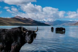 Tibet Hot Springs: Discover 5 Must-See Oases