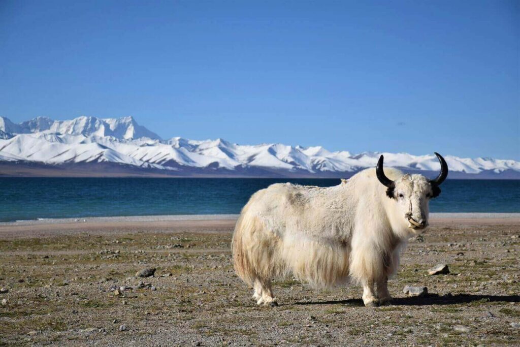 Packing for Tibet: The Ultimate Checklist