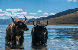 11-Day Beijing Xi’an Tibet Train Tour