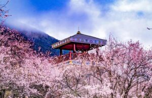 8 Days Nyingchi Peach Blossom Festival & Lhasa Discovery Tour
