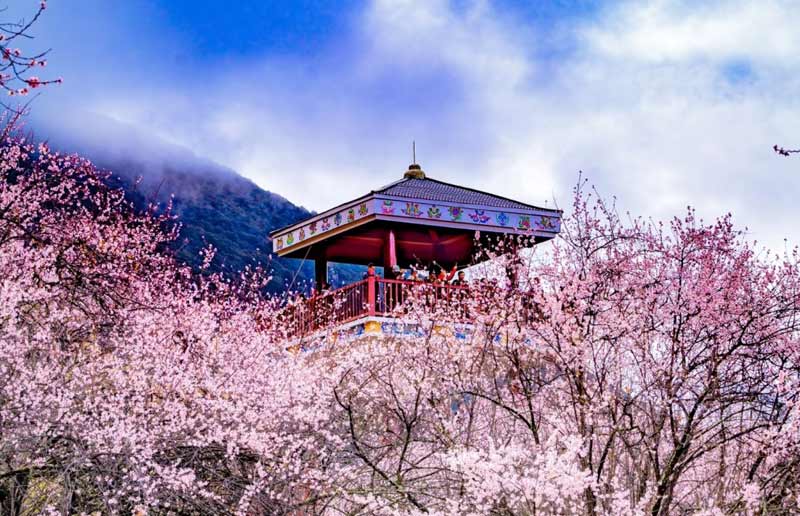 8 Days Nyingchi Peach Blossom Festival & Lhasa Discovery Tour Experience Tibet 8 Days Nyingchi Peach Blossom Festival & Lhasa Discovery Tour