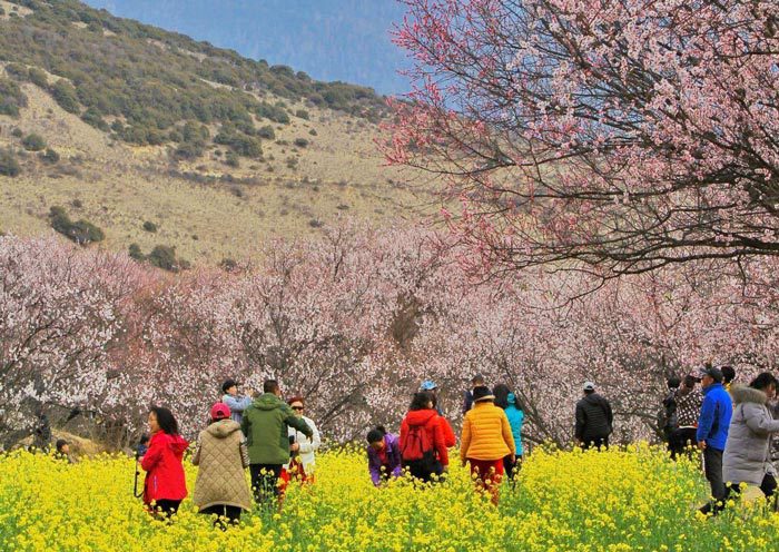 8 Days Nyingchi Peach Blossom Festival & Lhasa Discovery Tour Experience Tibet 8 Days Nyingchi Peach Blossom Festival & Lhasa Discovery Tour