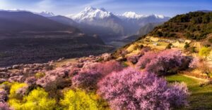 8 Days Nyingchi Peach Blossom Festival & Lhasa Discovery Tour