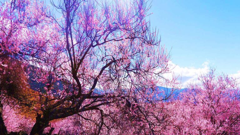 8 Days Nyingchi Peach Blossom & Lhasa Discovery Tour
