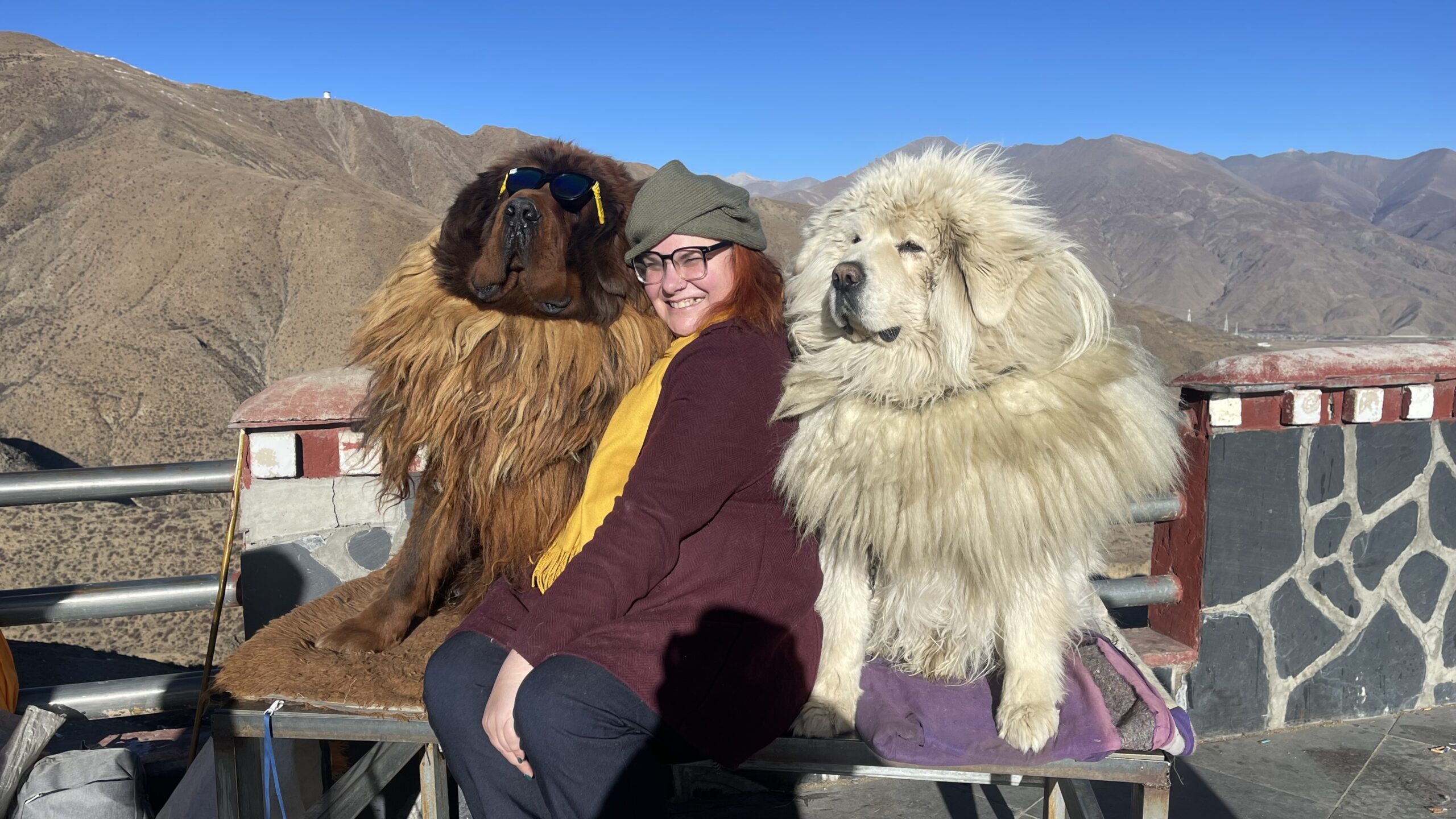 Tibetan Mastiffs on Tibet Women Only Tour Tibet Women-Only Small Group Tours 2026: Dates, Prices & Josie's Real Story