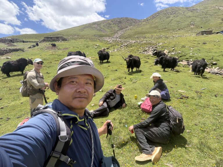 Experience Tibet guide and hikers taking a rest on a green mountain slope with yaks during a Tibet trekking tour.