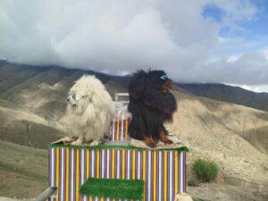 Photography Tibet Tours 2026: Best Dates & Gear Tips