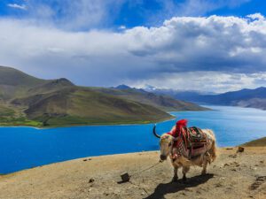 Yamdrok Yumco Lake