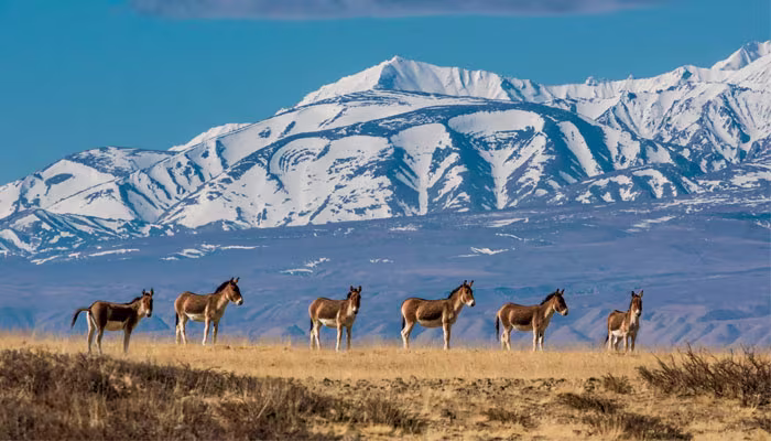 How to Travel from Russia to Tibet: 15-Day Mt Kailash Trekking Tour for Russian Citizens