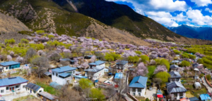 8 Days Nyingchi Peach Blossom Festival & Lhasa Discovery Tour