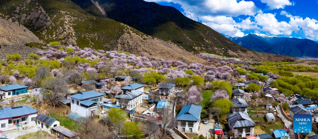 8 Days Nyingchi Peach Blossom Festival & Lhasa Discovery Tour Experience Tibet 8 Days Nyingchi Peach Blossom Festival & Lhasa Discovery Tour