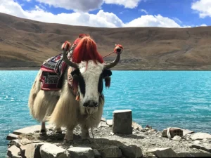 Is It Safe to Travel to Tibet in 2026? (Real Risks + How to Travel Safely)