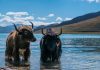 5-day Lhasa & Yamdrok Lake