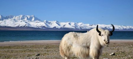 10-Day Lhasa, Everest, Namtso Tour​